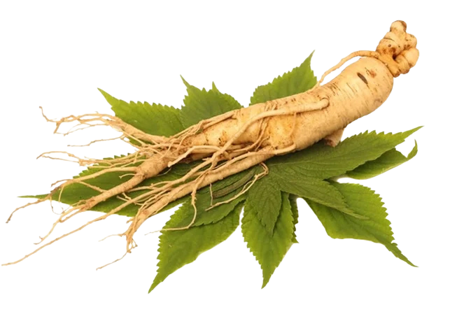 Panax ginseng root ingredient used in Bed Pops formula