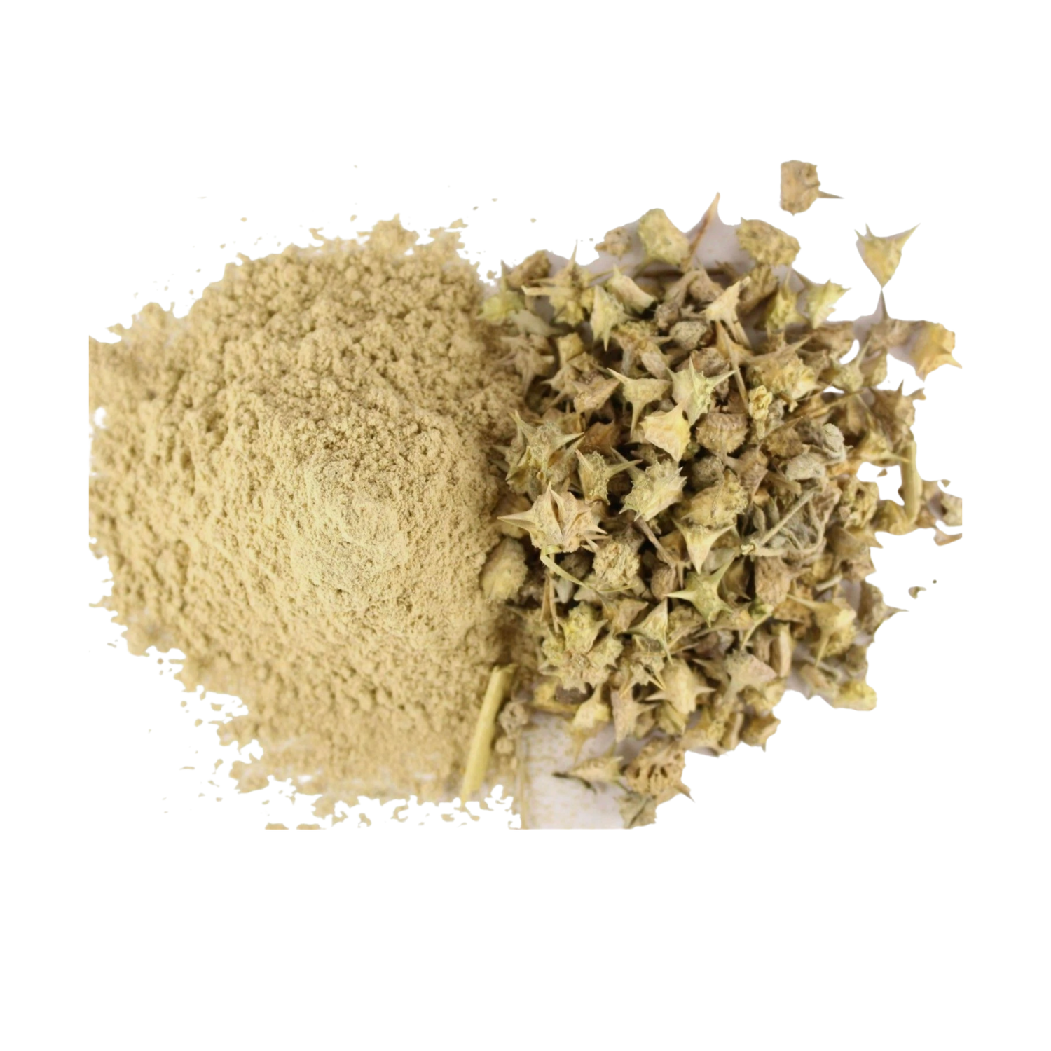 Tribulus terrestris ingredient used in Bed Pops formula